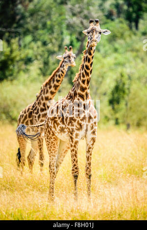 Le giraffe a piedi nella savana Foto Stock