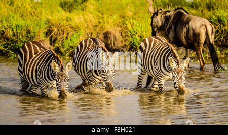 Zebre bevendo al foro per l'acqua Foto Stock