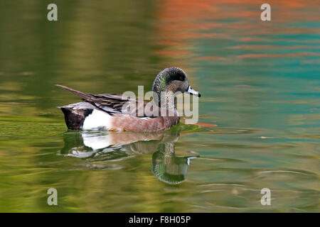 Maschio di American Wigeon, Anas americana con riflessi colorati Foto Stock