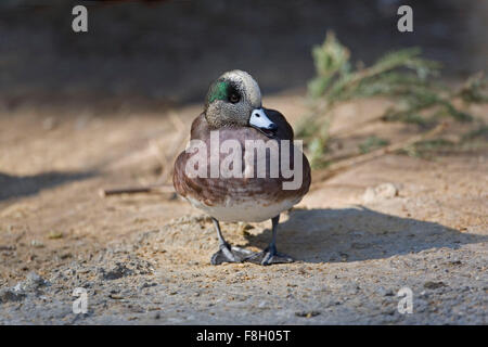 Maschio di American Wigeon, Anas americana Foto Stock