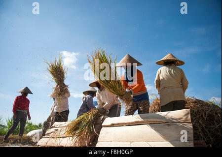 Gli agricoltori la mietitura del riso in campo rurale Foto Stock