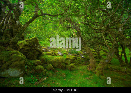 Alberi su rocce di muschio in foresta Foto Stock