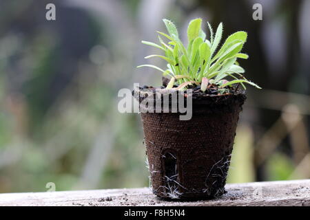 Nuovo germoglio statice limonium piantine in vaso biodegradabile Foto Stock