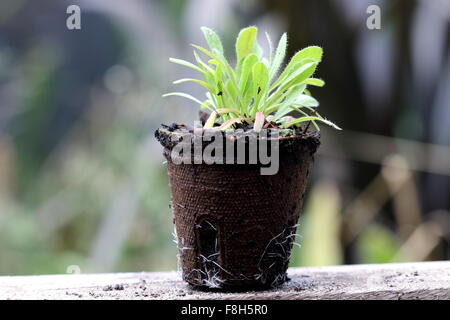 Nuovo germoglio statice limonium piantine in vaso biodegradabile Foto Stock