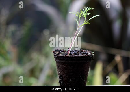 Immagine ravvicinata del cosmo semi germinare in pentola biodegradabile, Foto Stock