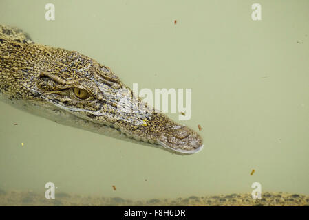 Ritratto di un coccodrillo di Estuario Foto Stock