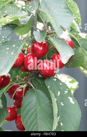 Lapins ciliegia con frutti di un albero - ciliege con fogliame verde Foto Stock