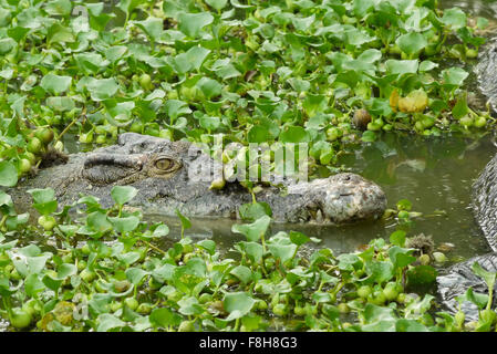 Ritratto di un coccodrillo di Estuario Foto Stock