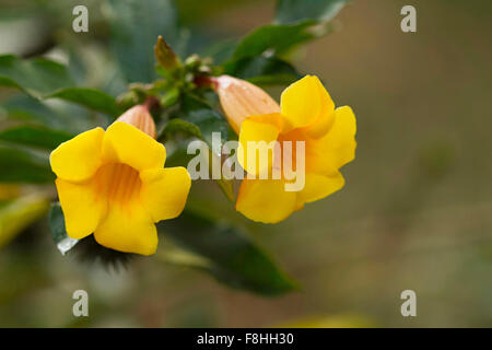 Golden tromba o trumpetvine comune, l'Allamanda, l'Allamanda cathartica fiore. Goa, India Foto Stock