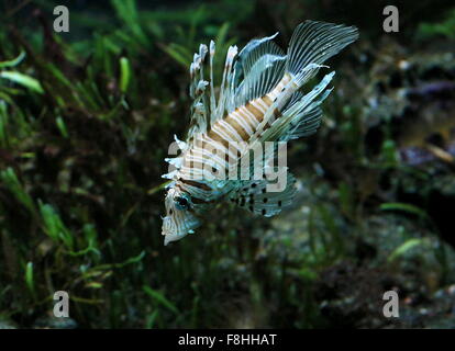 Dall'aspetto esotico capretti Indo-pacifico Leone Rosso ( pterois volitans), un infame pesci di scogliera, specie invasive nei Caraibi Foto Stock