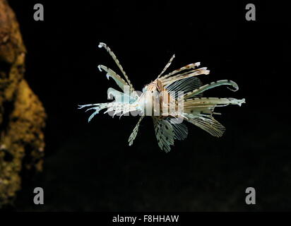 I capretti Indo-pacifico Leone Rosso ( pterois volitans) Foto Stock