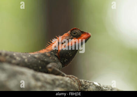 Foresta, CALOTES Calotes rouxii, maschio in allevamento in colore i monsoni in Mhadei Wildlife Sanctuary, Goa, India Foto Stock