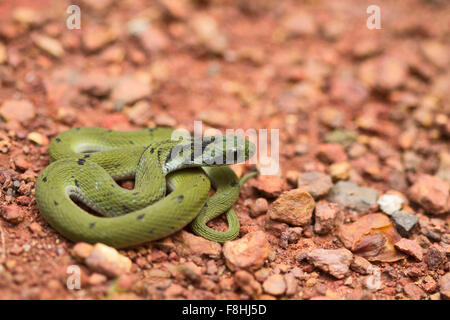 Green keelback capretti, Macropisthodon plumbicolor un non-serpente velenoso che è endemica del i Ghati Occidentali dell India. Foto Stock