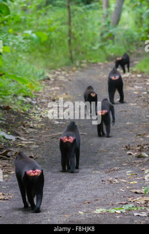 Una truppa di macaco solawesi con cresta nera (Macaca nigra) che cammina in linea su una strada sterrata durante l'attività di foraggio nella foresta di Tangkoko, Indonesia. Foto Stock