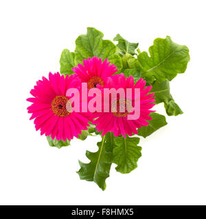 Tre pink gerbera fiori, isolati su sfondo bianco Foto Stock