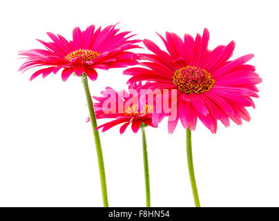 Tre pink gerbera fiori, isolati su sfondo bianco Foto Stock