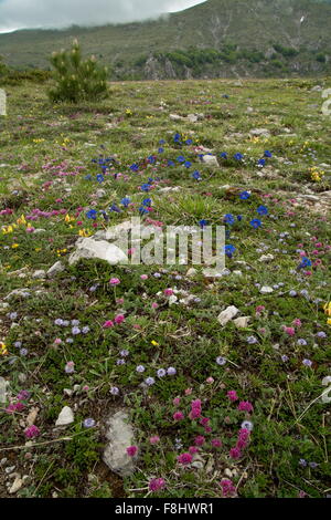 Tromba genziana, Gentiana dinarica, Mountain rene-veccia etc in calcare la prateria a 1500m, Monti Sibillini, Appennini, Italia Foto Stock