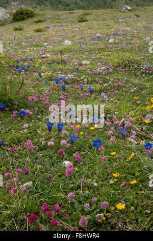 Tromba genziana, Gentiana dinarica, Mountain rene-veccia etc in calcare la prateria a 1500m, Monti Sibillini, Appennini, Italia Foto Stock