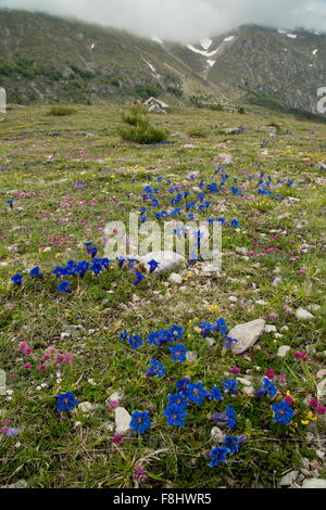 Una tromba genziana, Gentiana dinarica in calcare la prateria a 1500m, Monti Sibillini, Appennini, Italia. Foto Stock