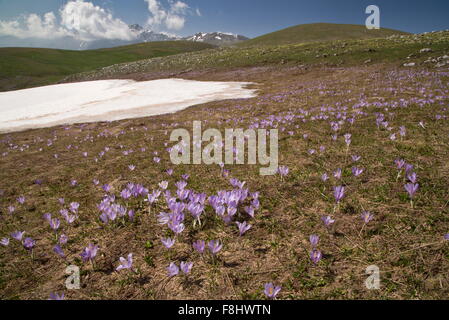 La molla Crocus, crocus vernus crescente in masse a circa 1600m, del Gran Sasso e Monti della Laga Parco Nazionale Foto Stock