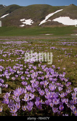 La molla Crocus, crocus vernus crescente in masse a circa 1600m, del Gran Sasso e Monti della Laga Parco Nazionale Foto Stock