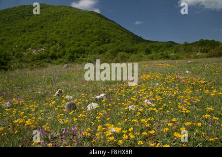 Fiorito di prati e foreste in primavera, nella Val Fondillo, Parco Nazionale d'Abruzzo, Italia. Foto Stock