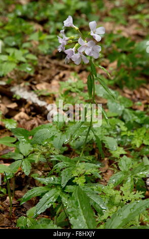 Coralroot, o Coral-root, bittercress Cardamine bulbifera, in fiore, in legno di faggio. Rari nel Regno Unito. Foto Stock