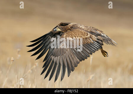 White-tailed Eagle / Sea Eagle ( Haliaeetus albicilla ), immaturi, in volo potente sulla terra bagnata circondato da golden reed. Foto Stock