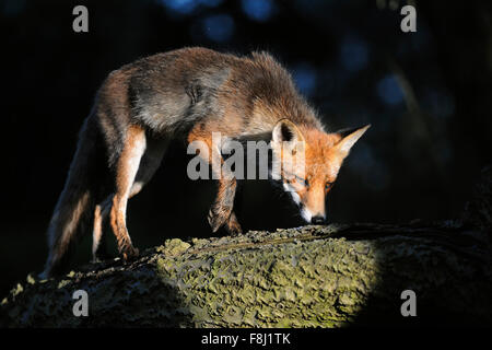 Red Fox / Rotfuchs ( Vulpes vulpes ) passeggiate, saldi su un tronco di albero, appena in Spotlight. Foto Stock