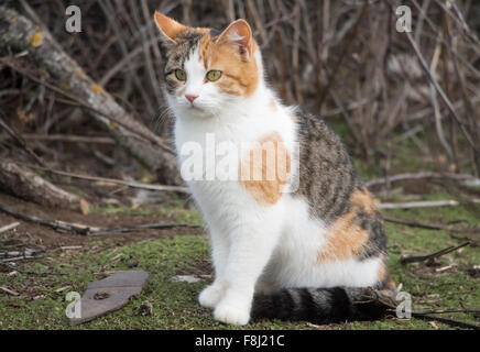 Gatto di seduta Foto Stock