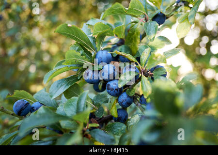 Prugnolo (Prunus spinosa di frutta con prugnole. Foto Stock