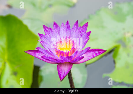 Violetta lotus in fiore nel laghetto. Foto Stock
