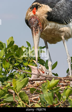 Cicogna di Marabou (Leptoptilos crumenifer) con due pulcini nel nido. Okavango Delta, Botswana, Africa Foto Stock