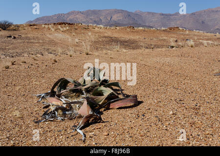 Splendido esempio di Welwitschia mirabilis è stimato a più di 1500 anni,Erongo, Namibia, incredibile deserto impianto, liv Foto Stock