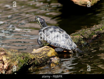 Rosso-eared slider o tartaruga dalle orecchie rosse terrapin (Trachemys scripta elegans), nativo di Florida e il sud-est, Stati Uniti Foto Stock