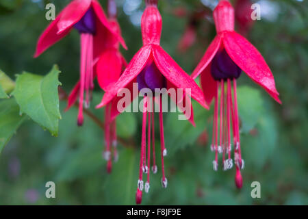 Close-up di fiori di fucsia. Foto Stock