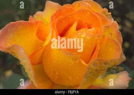 Close-Up di aprire parzialmente Arancione Rosa d oro ricoperto di gocce di pioggia. Foto Stock