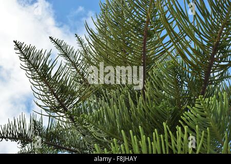 Guardando il cielo attraverso il pino Foto Stock