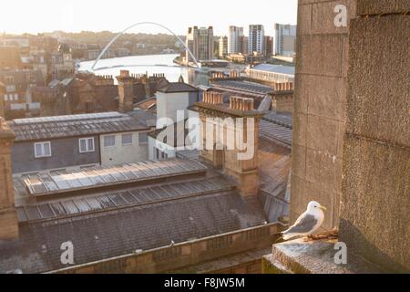 Nero-zampe (Kittiwake Rissa tridactyla) sulla battuta di edificio, Newcastle upon Tyne, Tyne and Wear, Regno Unito Foto Stock