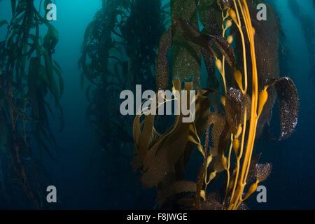 Close up vista subacquea di Kelp (macrocystis pyrifera) sementi baccelli, Ensenada, Baja California, Messico Foto Stock