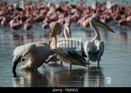 Pellicani e fenicotteri nei fondali del lago Nakuru, Kenya Foto Stock
