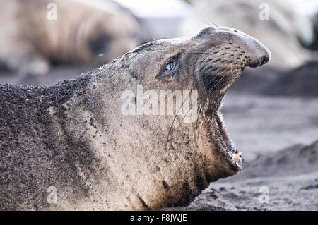 Vista laterale del nord della guarnizione di elefante chiamando sulla spiaggia a Guadalupe Island, Messico Foto Stock