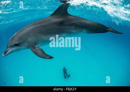 Angolo di Alta Vista del delfino macchiato atlantico sulla superficie e subacqueo seduti sul fondale, settentrionale Bahamas banche, Bahamas Foto Stock