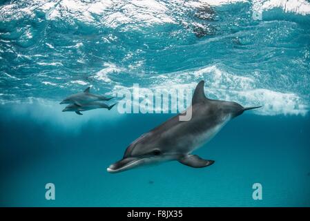 Atlantic delfini maculati surf sulle onde, guardando la telecamera, settentrionale Bahamas banche, Bahamas Foto Stock