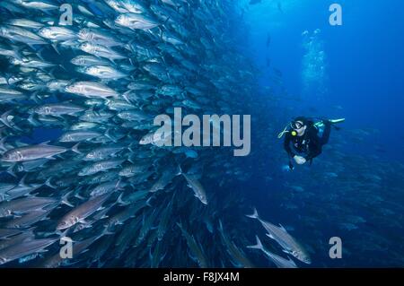 Scuba Diver nuoto oltre la parete di martinetti, Cocos Island, Costa Rica Foto Stock