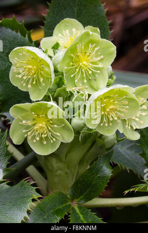 Fiori invernali della Corsica, l'elleboro Helleborus argutifolius, lasciava pungenti evergreen perenne Foto Stock