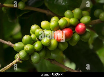Grappolo di colore rosso e verde Hawaiian Kona Red i chicchi di caffè sul ramo in piantagione in Kauai, Hawaii Foto Stock