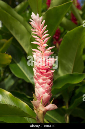 Hawaiian Rosa spezie Zenzero pianta crescente in piantagione in Kauai, Hawaii Foto Stock