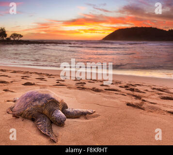 Tartaruga Verde - Chelonia Mydas - sulla sabbia a Moloa'una spiaggia sulla costa orientale di Kauai nelle Hawaii Foto Stock