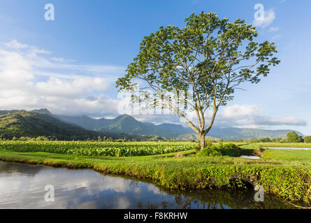 Valle di Hanalei e campi di taro all'alba nei pressi di Princeville, Kauai, Hawaii Foto Stock